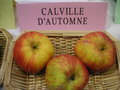 vignette Pomme 'Calville d'Automne'