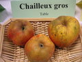 vignette Pomme 'Chailleux Gros'