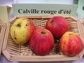 vignette Pomme 'Calville Rouge d'Et'