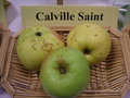 vignette Pomme 'Calville Saint'