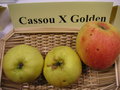 vignette Pomme 'Cassou' X 'Golden'