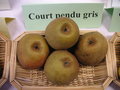 vignette Pomme 'Court Pendu Gris'