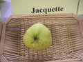 vignette Pomme 'Jacquette'