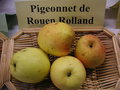 vignette Pomme 'Pigeonnet de Rouen Rolland'