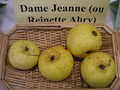 vignette Pomme 'Dame jeanne' = 'Reinette Abry'