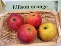 vignette Pomme 'Ellison Orange'