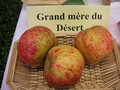 vignette Pomme 'Grand Mre du Dsert'