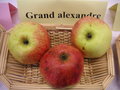 vignette Pomme 'Grand Alexandre'