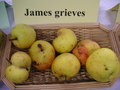 vignette Pomme 'James Grieves'