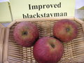 vignette Pomme 'Improved Blackstayman'