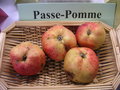vignette Pomme 'Passe-Pomme'