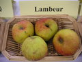 vignette Pomme 'Lambeur'