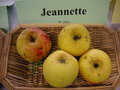 vignette Pomme 'Jeannette'