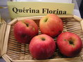 vignette Pomme 'Qurina Florina'