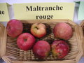 vignette Pomme 'Maltranche Rouge'