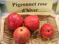 vignette Pomme 'Pigeonnet Rose D'hiver'