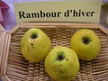 vignette Pomme 'Rambour d'Hiver'