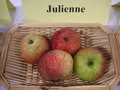 vignette Pomme 'Julienne'