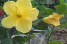 vignette hibiscus jaune du jardin de 