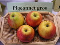 vignette Pomme 'Pigeonnet Gros'