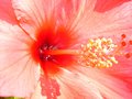 vignette Coeur d'hibiscus