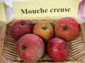 vignette Pomme 'Mouche Creuse'