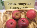 vignette Pomme 'Petire rouge Langevinaise'