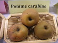 vignette Pomme 'Carabine'
