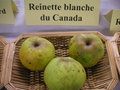 vignette Pomme 'Reinette Blanche du canada'