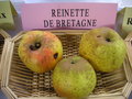 vignette Pomme 'Reinette de Bretagne'