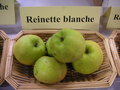 vignette Pomme 'Reinette Blanche'