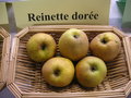 vignette Pomme 'Reinette Dore'