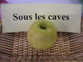 vignette Pomme 'Sous les Caves'