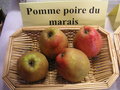 vignette POmme 'Poire du Marais'