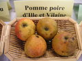 vignette Pomme 'Poire d'Ille et Vilaine'