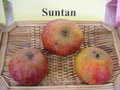 vignette Pomme 'Suntan'