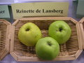 vignette Pomme 'Reinette de Lansberg'