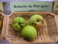 vignette Pomme 'Reinette de Pluvigner'