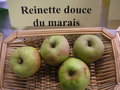 vignette Pomme 'Reinette Douce du Marais'