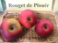 vignette Pomme 'Rouget de Plour'