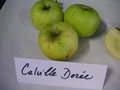 vignette Pomme 'Calville Dore'