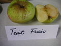 vignette Pomme 'Teint Frais'