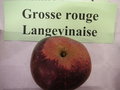 vignette Pomme 'Grosse Rouge Langevinaise'
