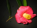 vignette camélia grandes fleur rouge, étamine en tube jaune