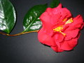 vignette camélia large fleurs rouge +12 cm