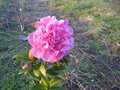 vignette camélia rose fleur multiple