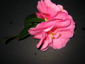vignette camélia fleur rose