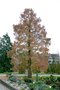 vignette Metasequoia glyptostroboides en automne