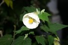 vignette Abutilon 'Boule de Neige'