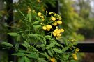 vignette Senna corymbosa